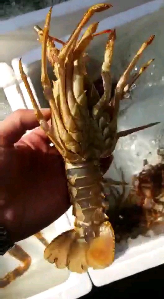 鲜活的小奥龙到货了