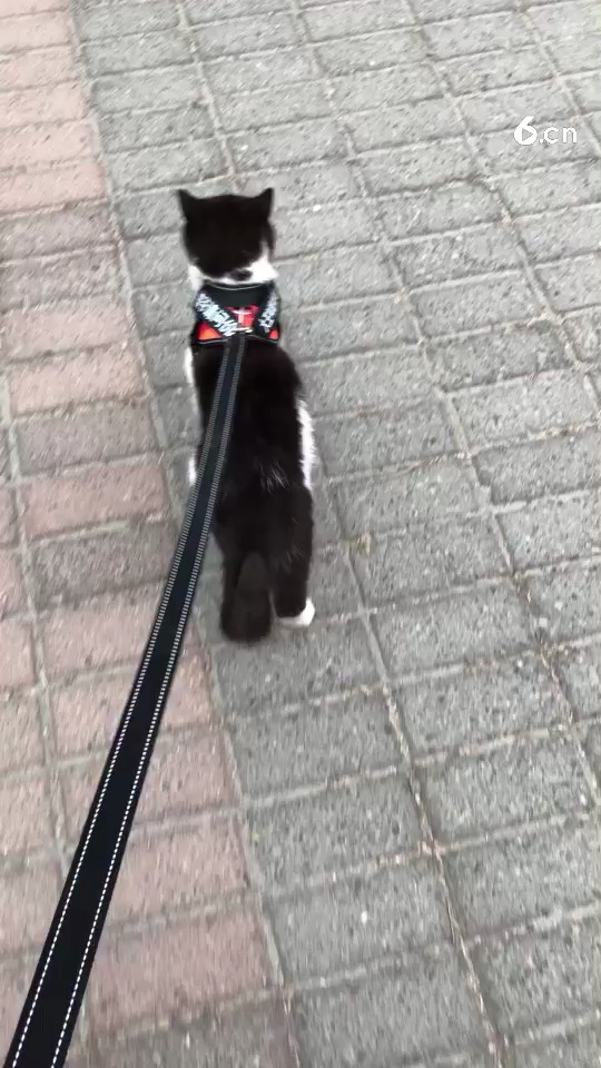 给我猫儿子征个婚😄😄