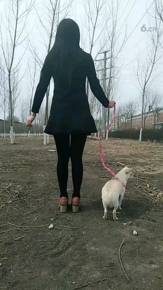 人与🐶的下个路口见