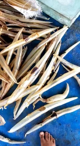 走播代购海味干货