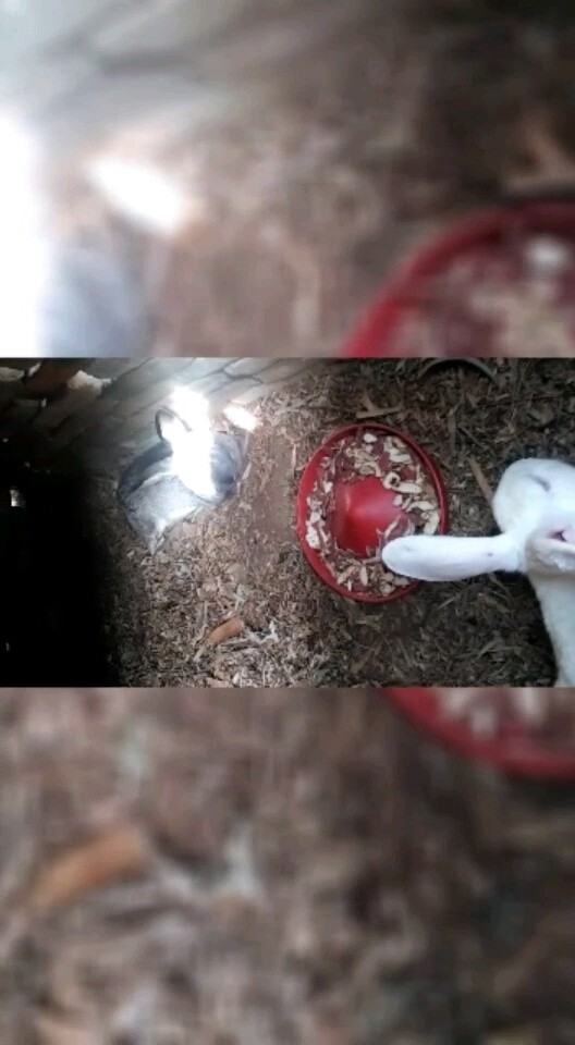 新人新兔纪念我家兔子🐰