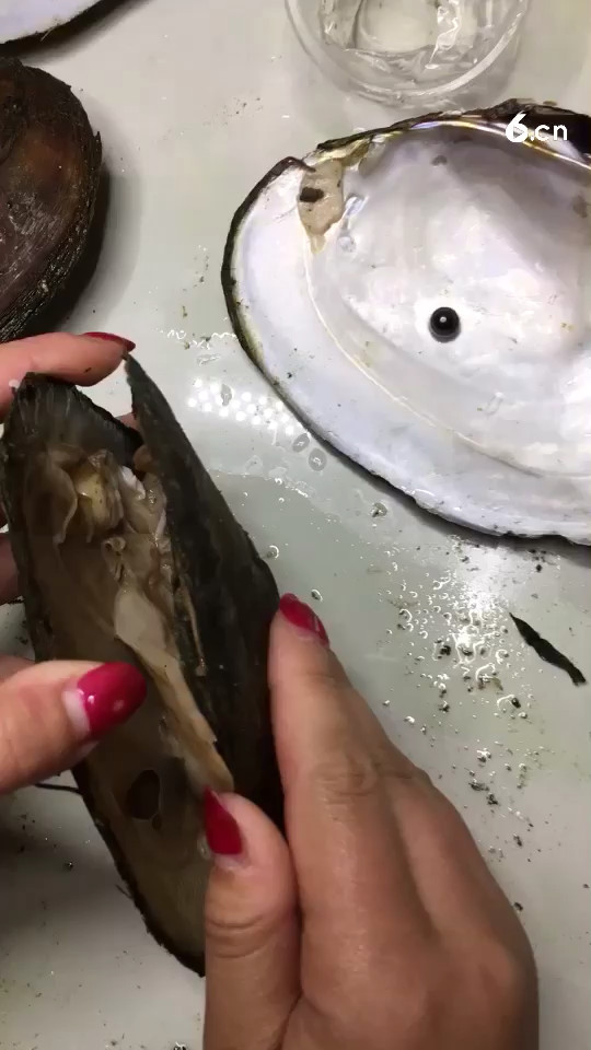 河蚌取珍珠