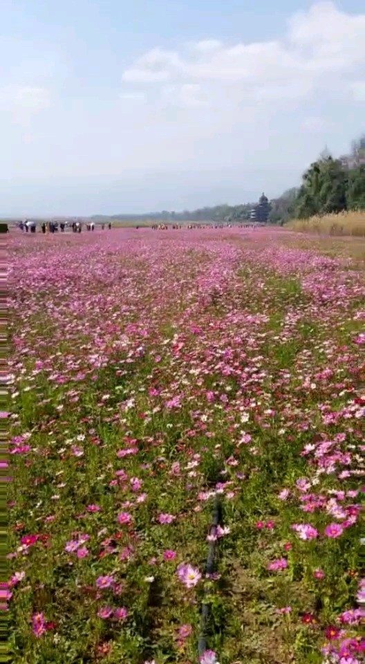 花海。。。