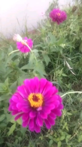 🌸
