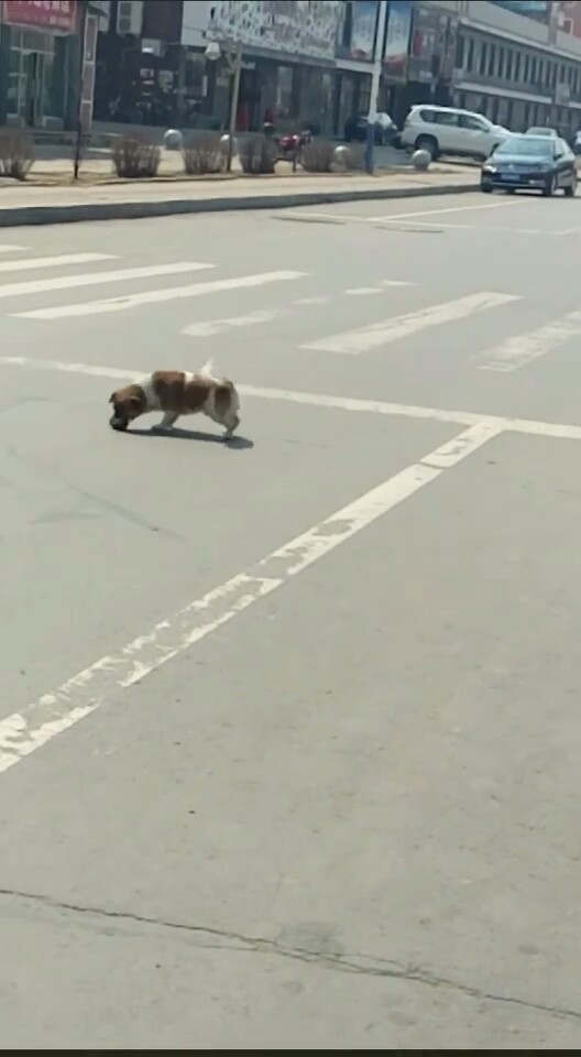 老鼠🐭还咬🐶狗呢😱