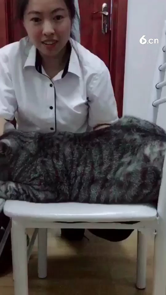 烤全猫