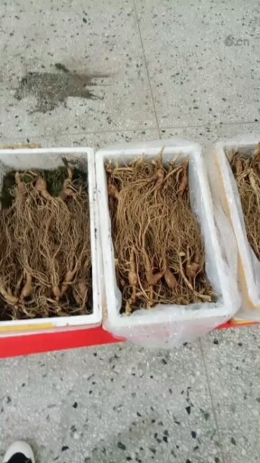 各种林下参