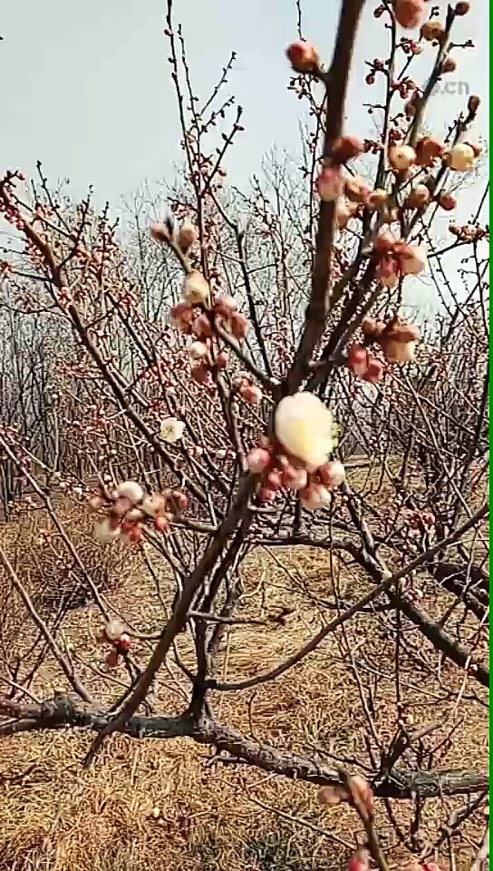 春暖花开幸福的季节😍