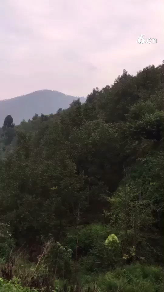 20年前种的树9月正值丰收时节
