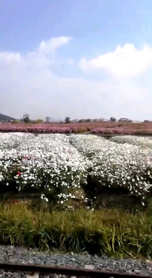 花海公园