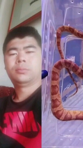 小可爱