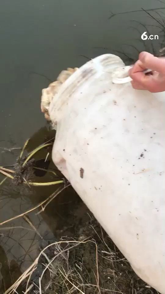 开完的蚌肉就给龙虾吃了自己也吃