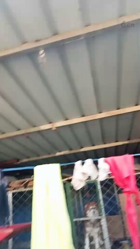 狗