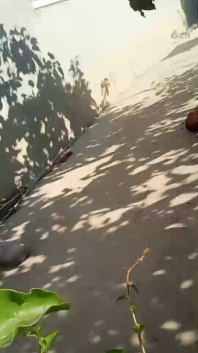 小猫