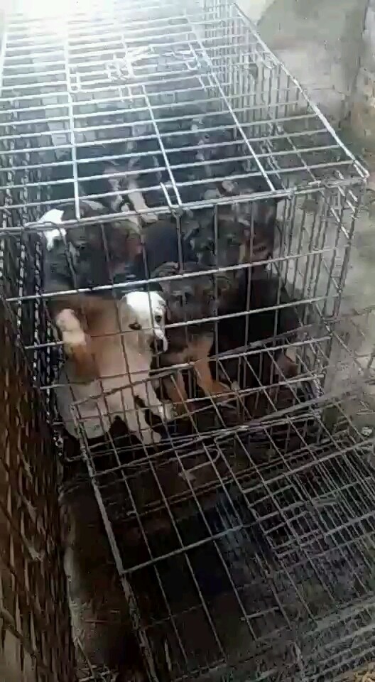 德牧一窝