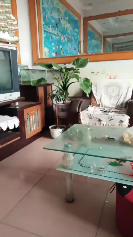 我种的滴水观音