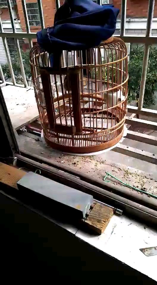 很好听的鸟语