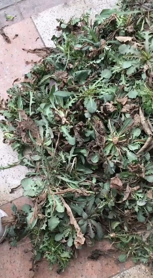 纯野生蒲公英，有需要的关注