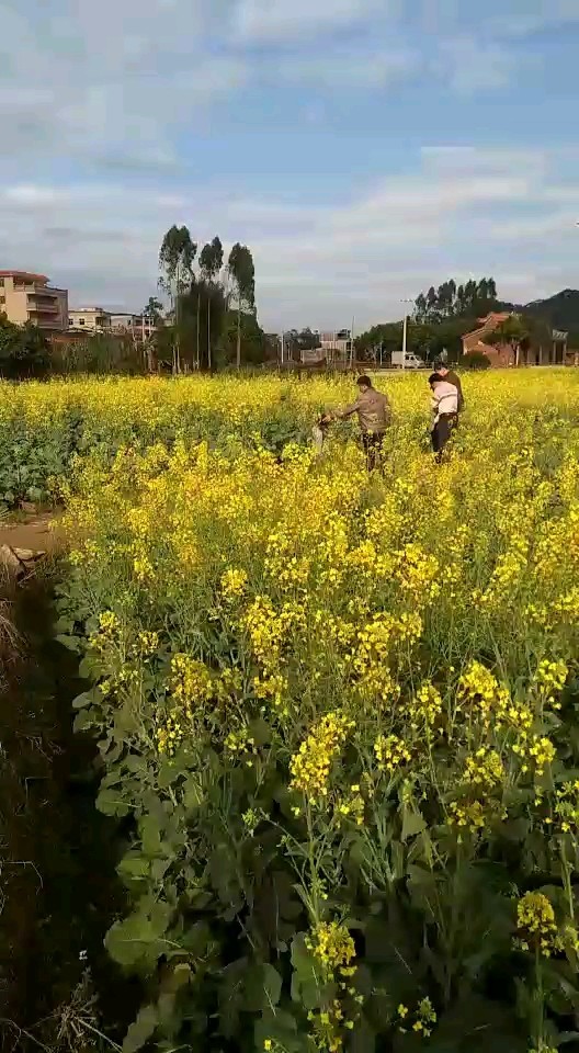 油菜花Beautiful