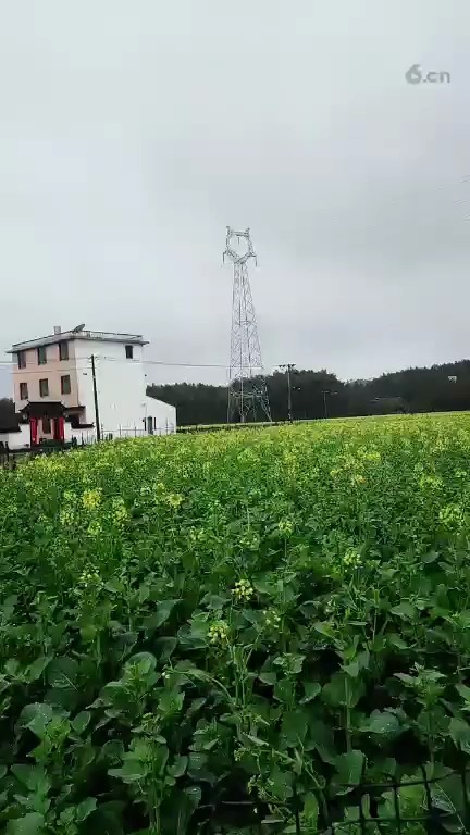 美丽的油菜花。收费啦。