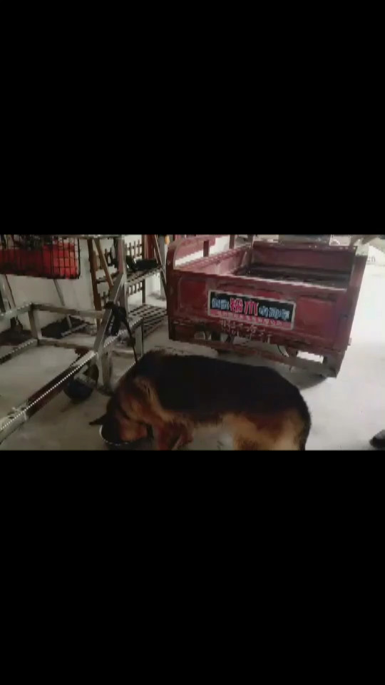 好狗狗