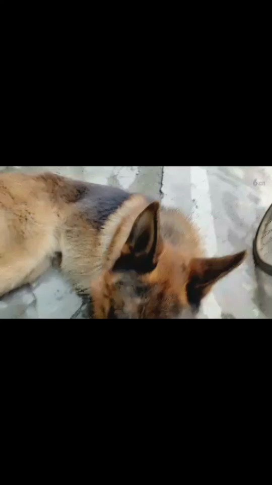 狗狗累了