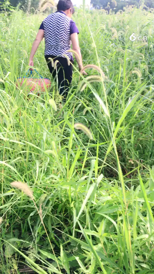 摘西瓜！