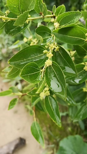 雨中一支花。