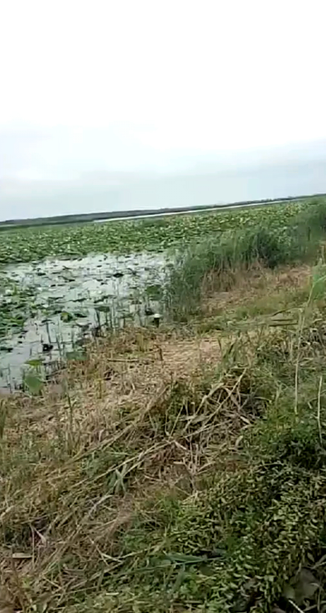 湿地