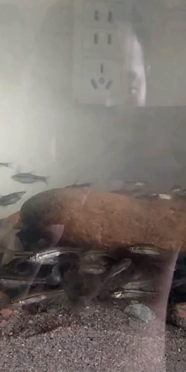 鱼