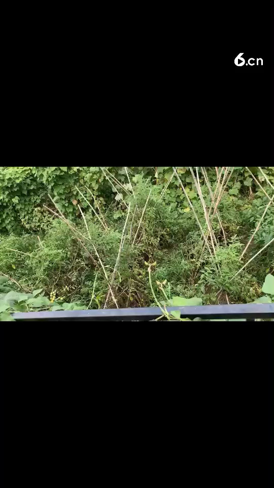 常回家看看