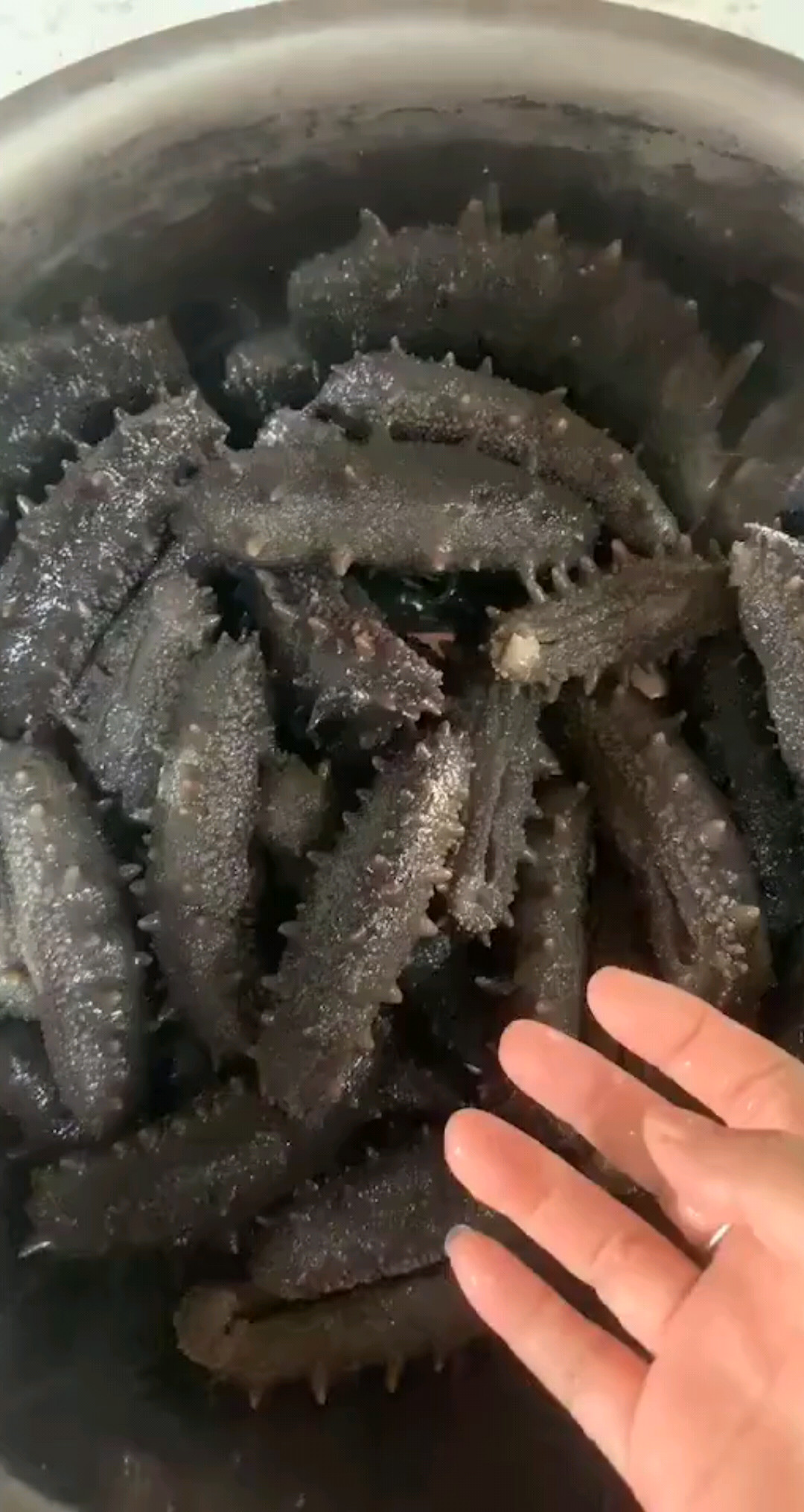 大胖海参