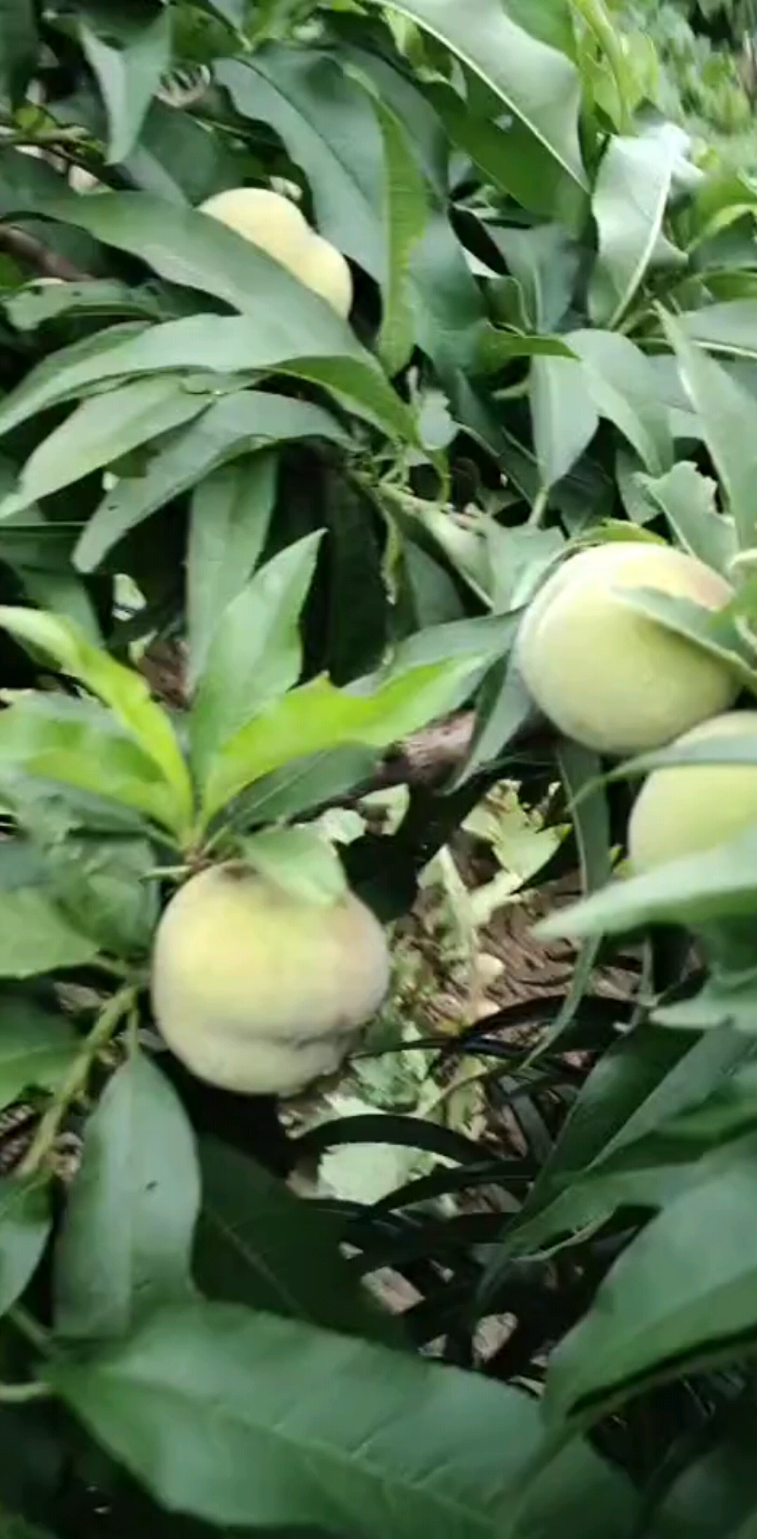 自己家的桃子