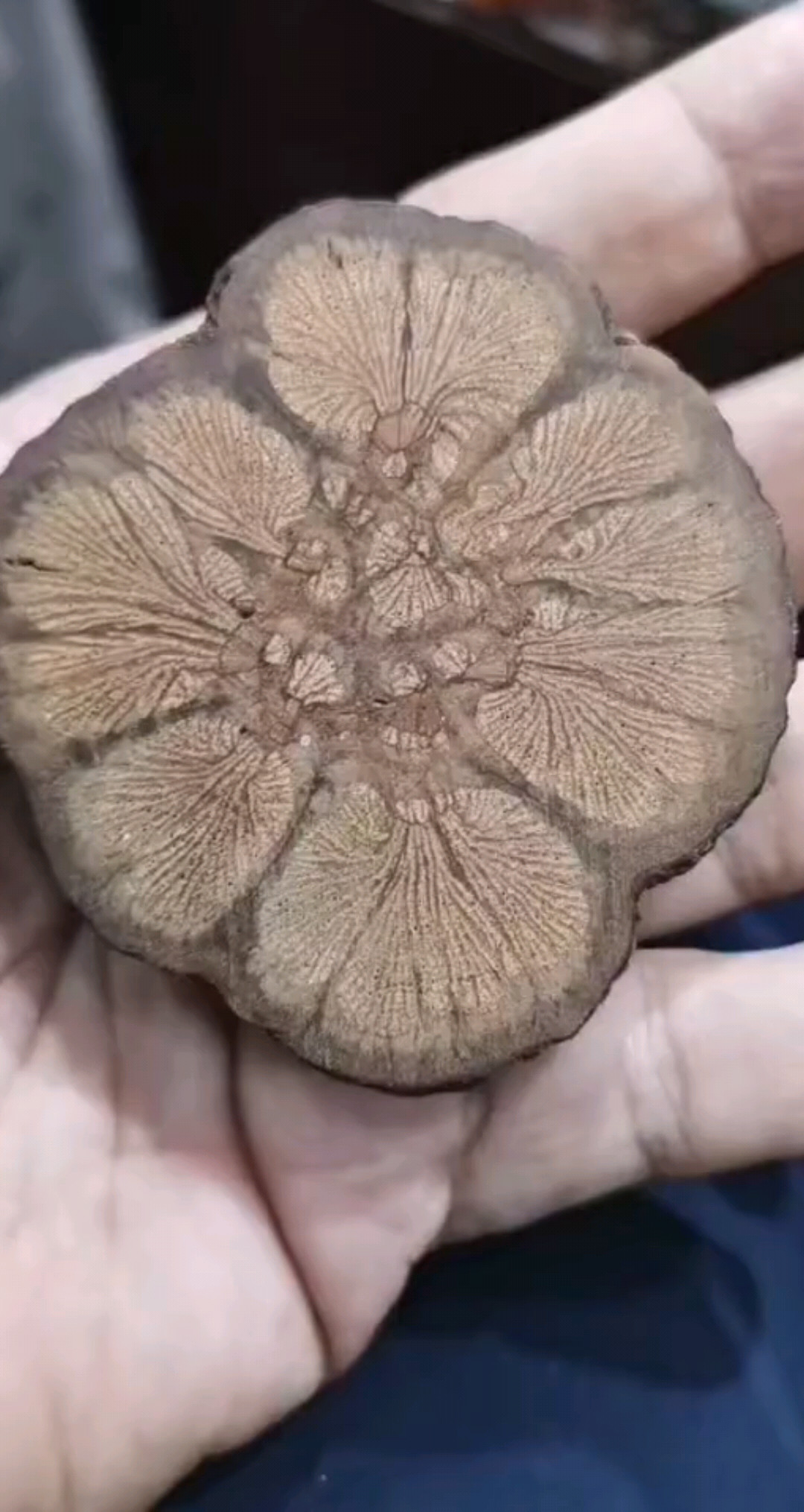 横截面纹理真好