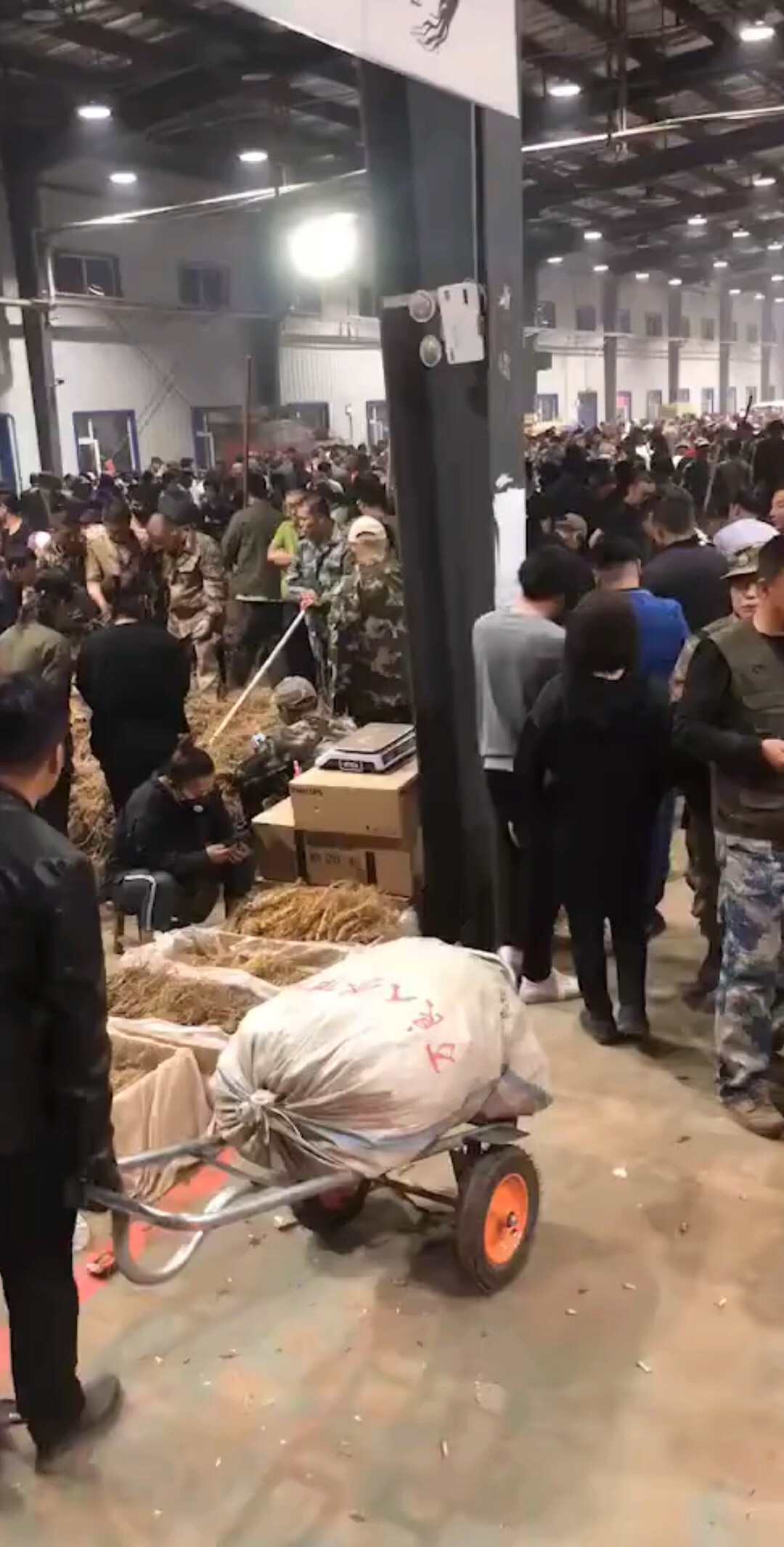 俺家秘书有钱吧一买就是一车人参