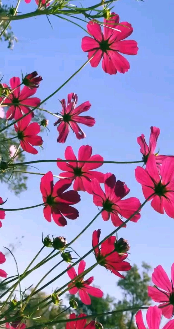 波斯菊