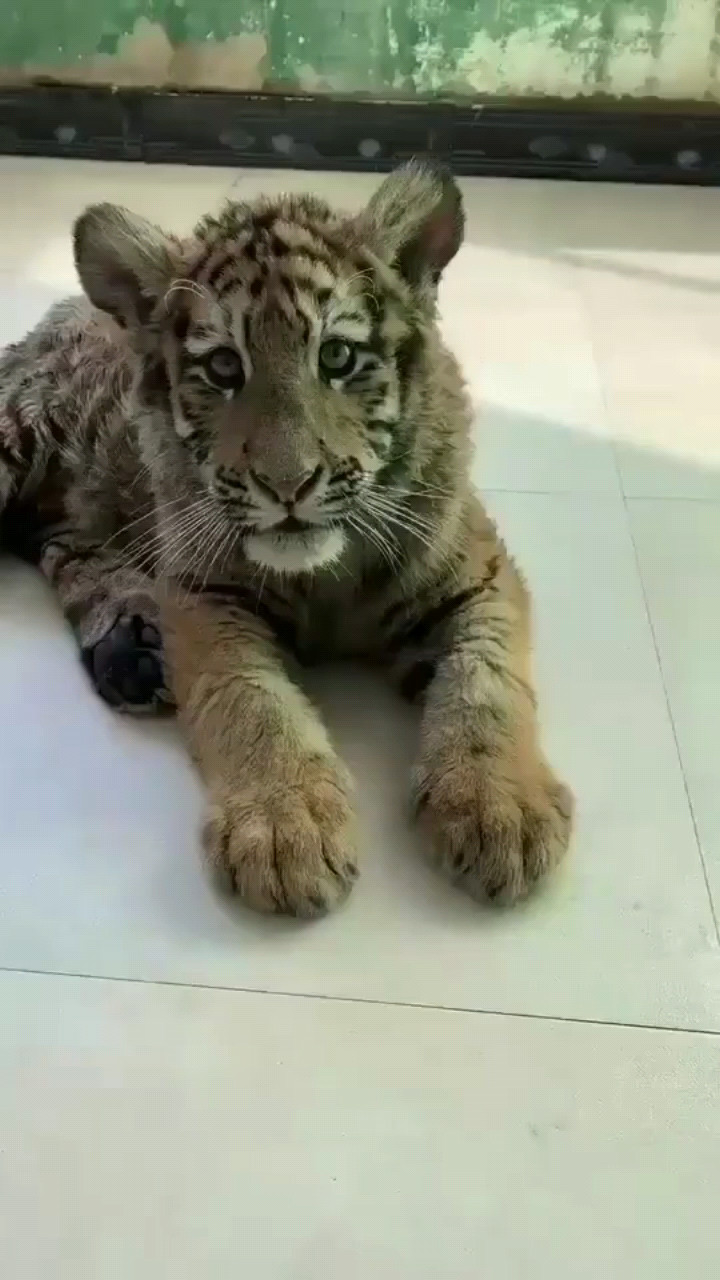 两只宠物大猫