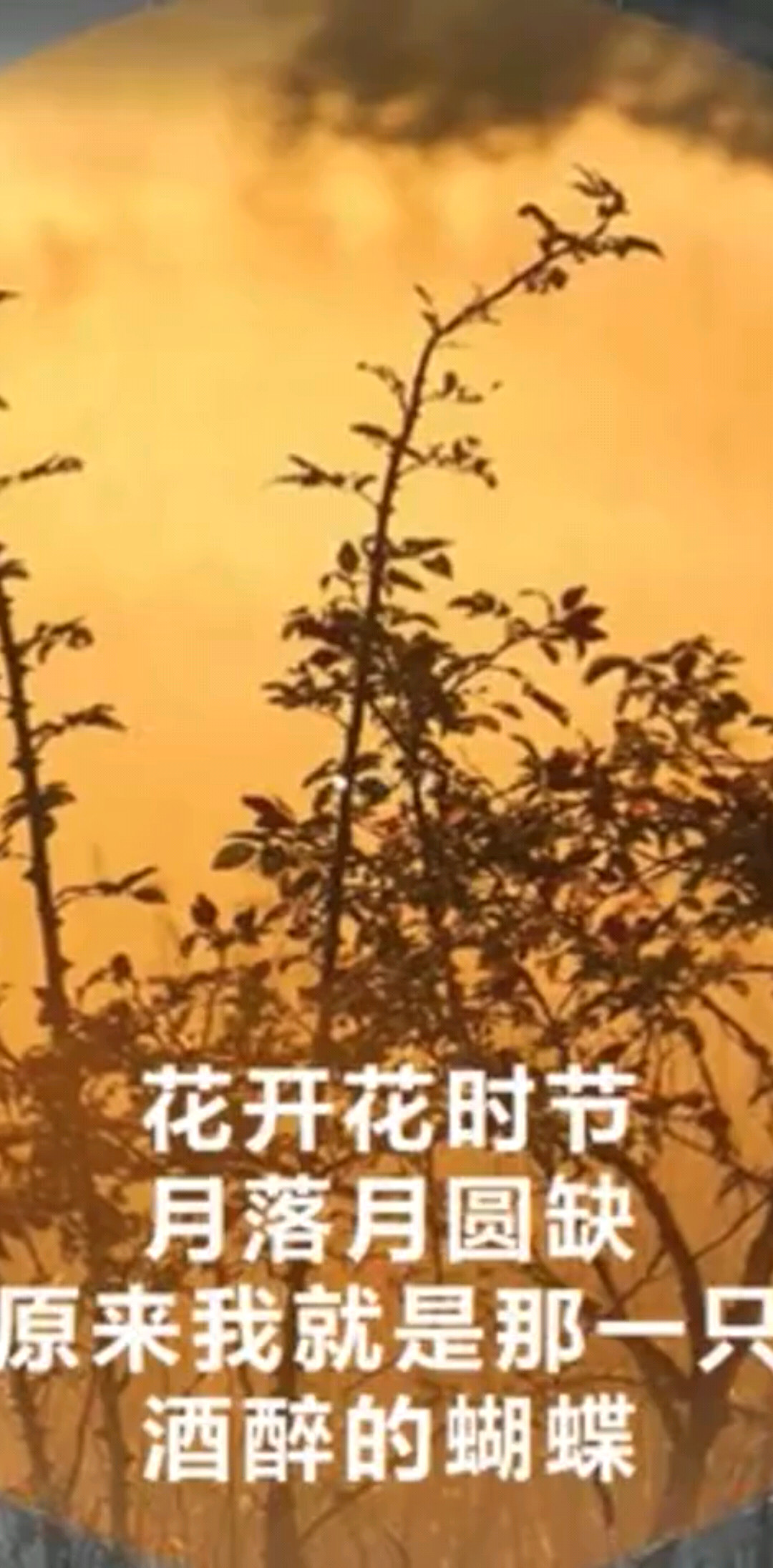 蝶
