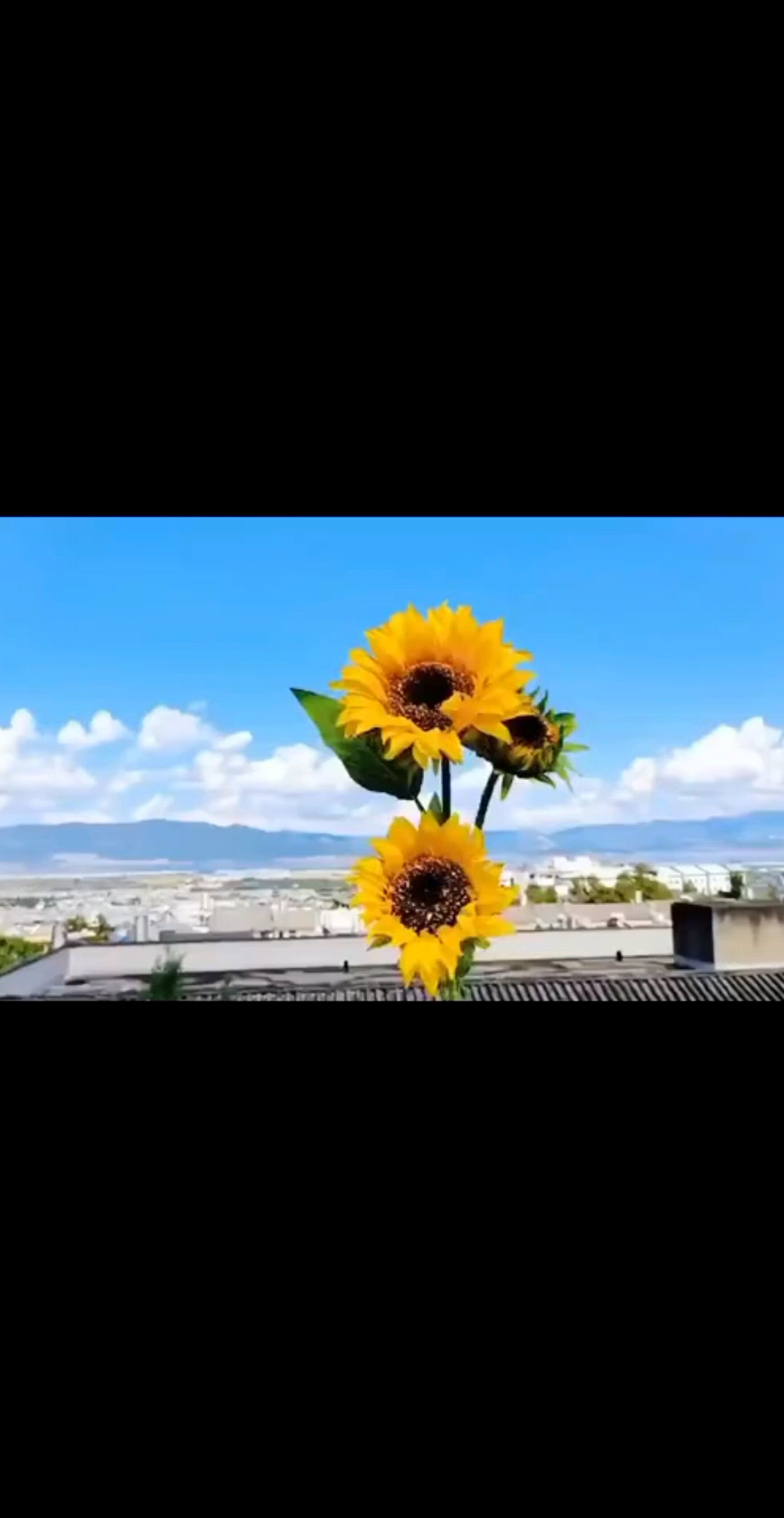 像🌻儿一样笑🌻