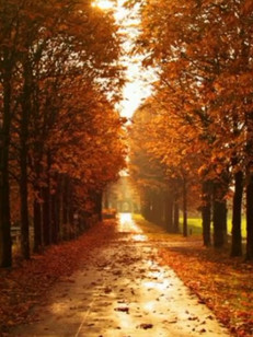 原谅我这一生不愿放纵爱自由足已