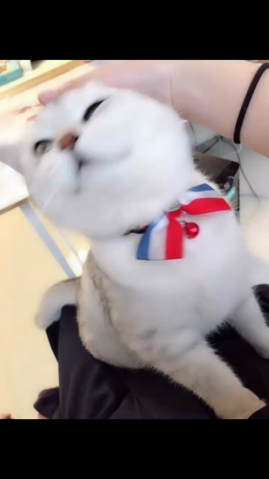 蠢蠢