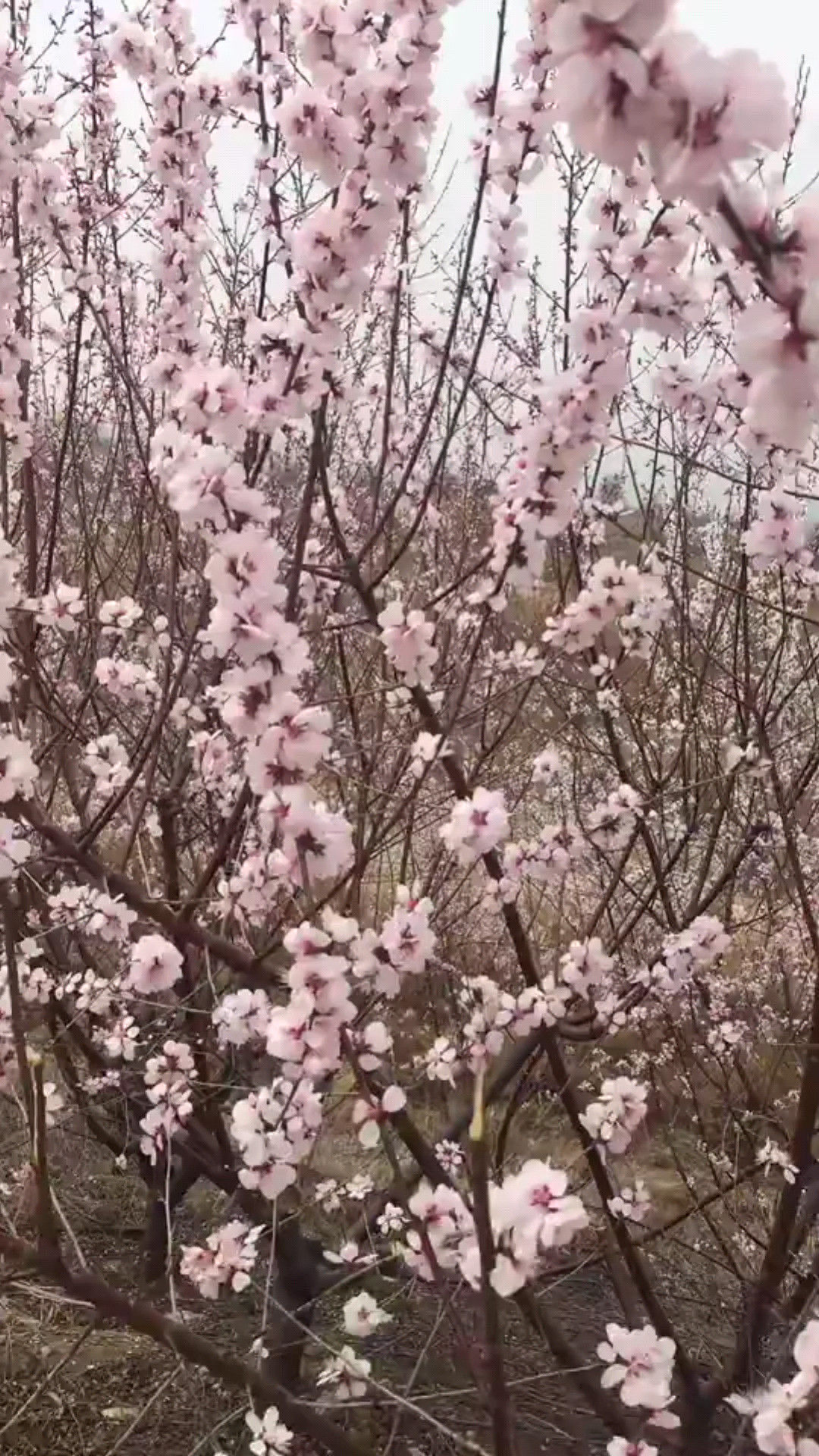 春暖🌸开我们一起看桃花您来吗