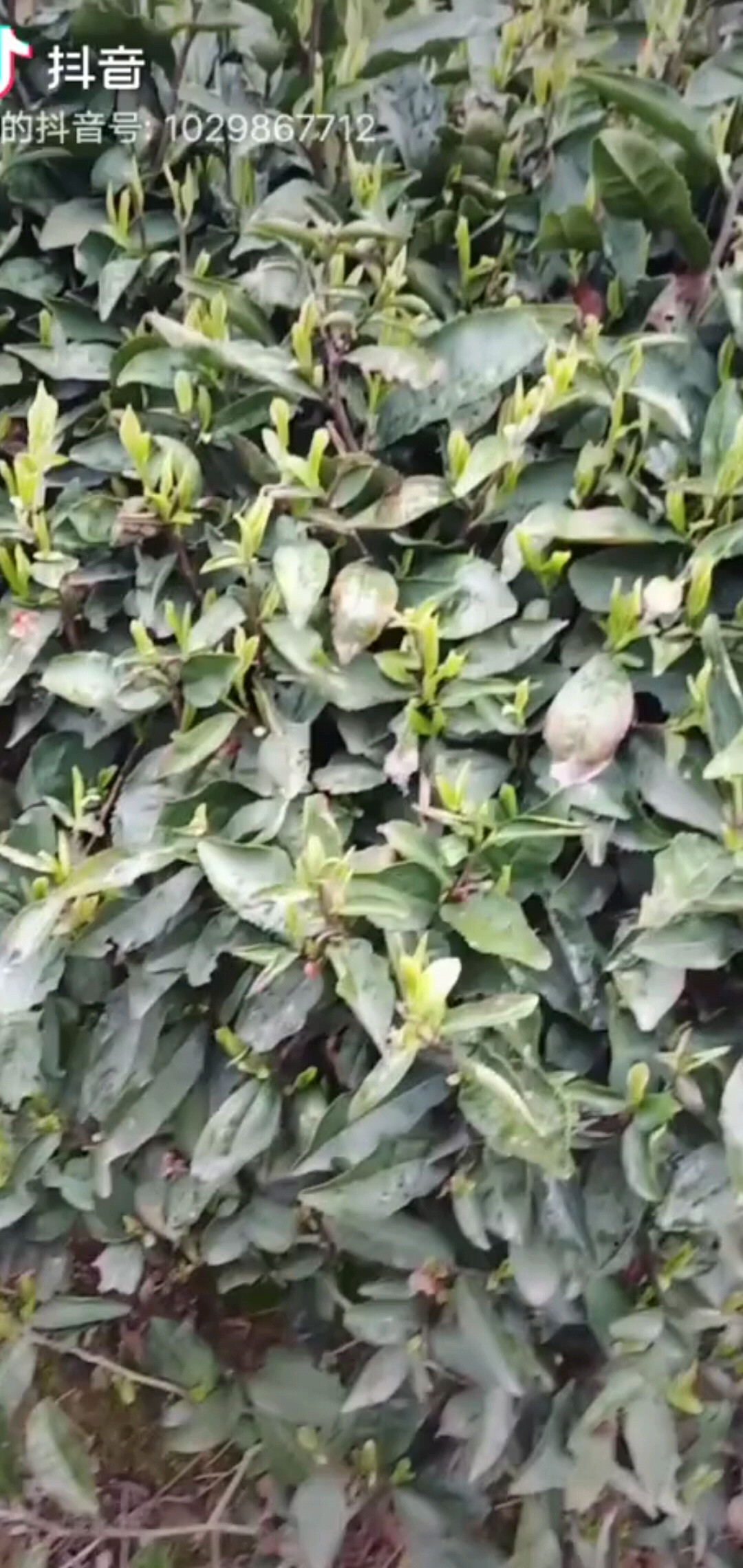 有需要茶叶吗