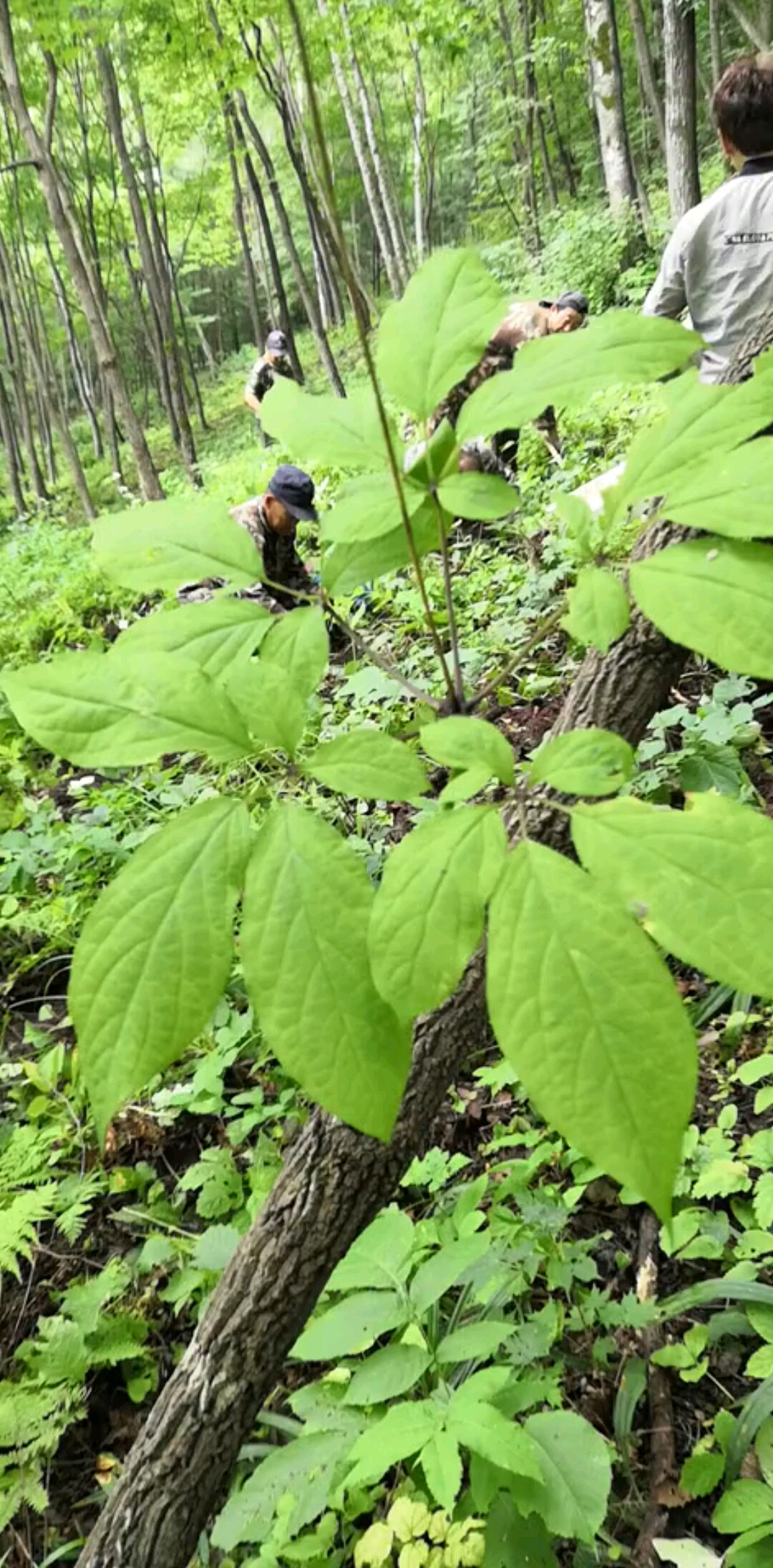 野山參寄生樹上你見過嗎