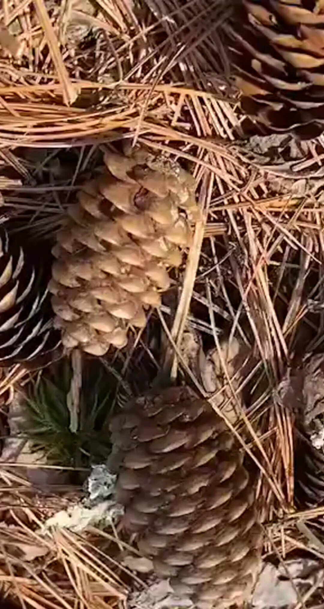 伊春