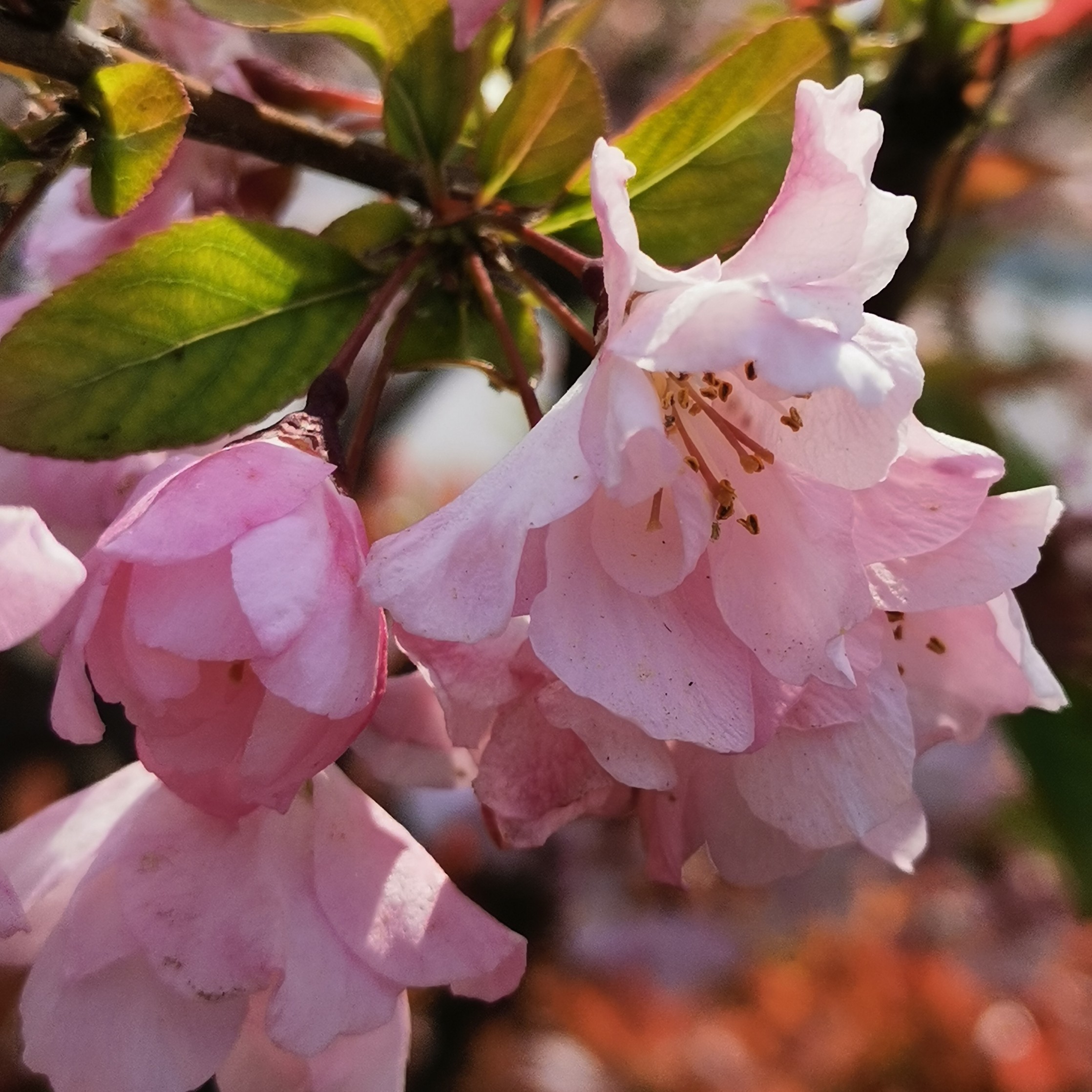 🎋星💗雨🎋海报