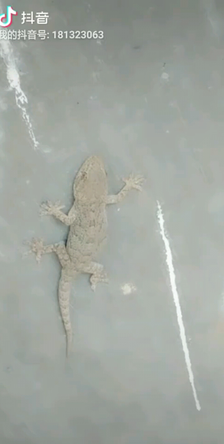 慈悲为怀