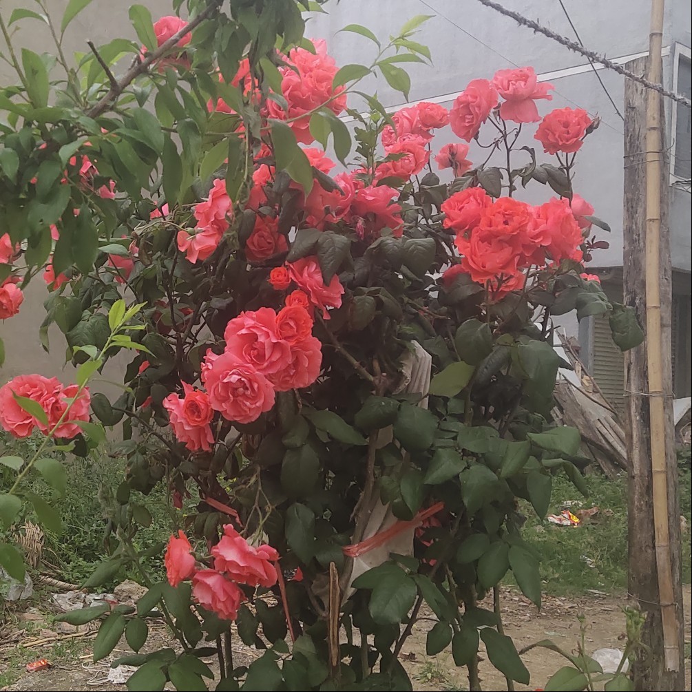 🌹大叔已上山》海报