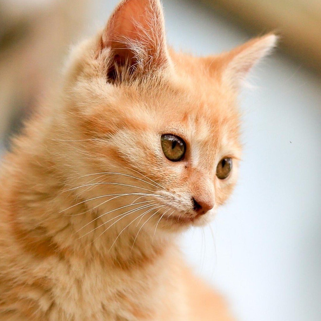 ❻℡﹏❤小猫猫丶爱海报