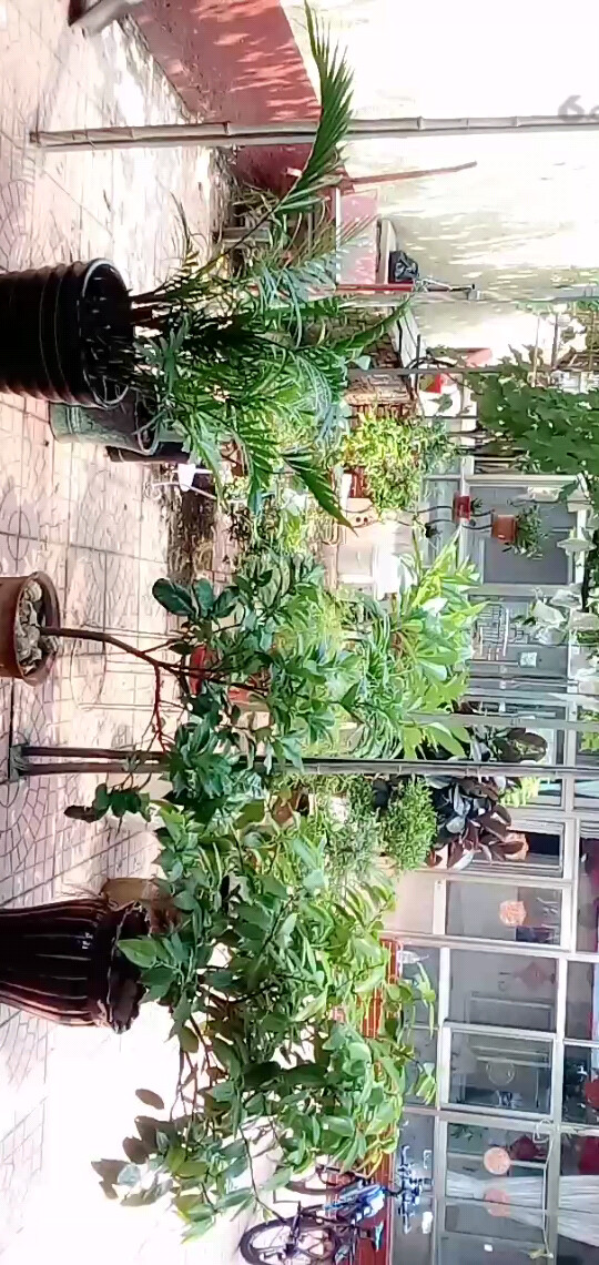 俺家的小花园咋样
